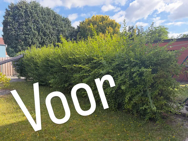 Voor: een brede haag die alle kanten uit groeit
