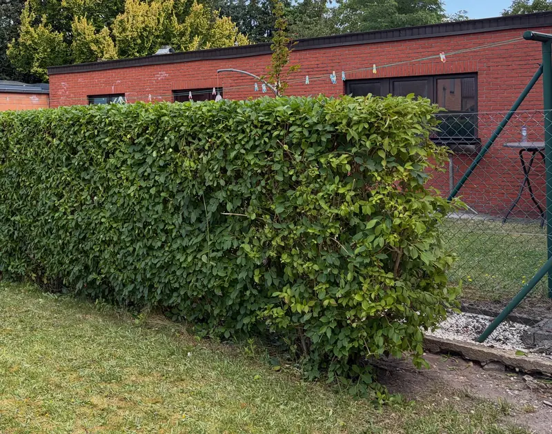 Na: dezelfde haag strak in model geschoren