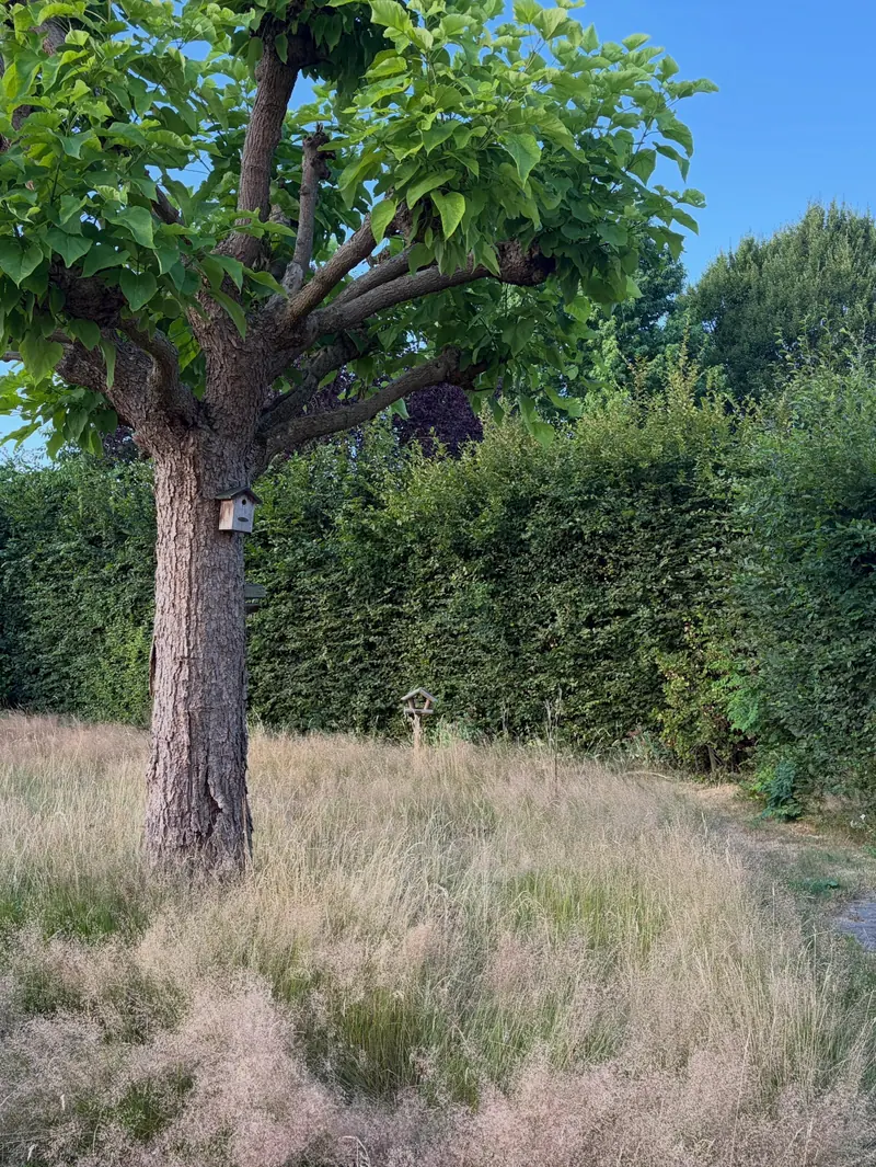 Grote boom met hoog gras en een geschoren haag erachter