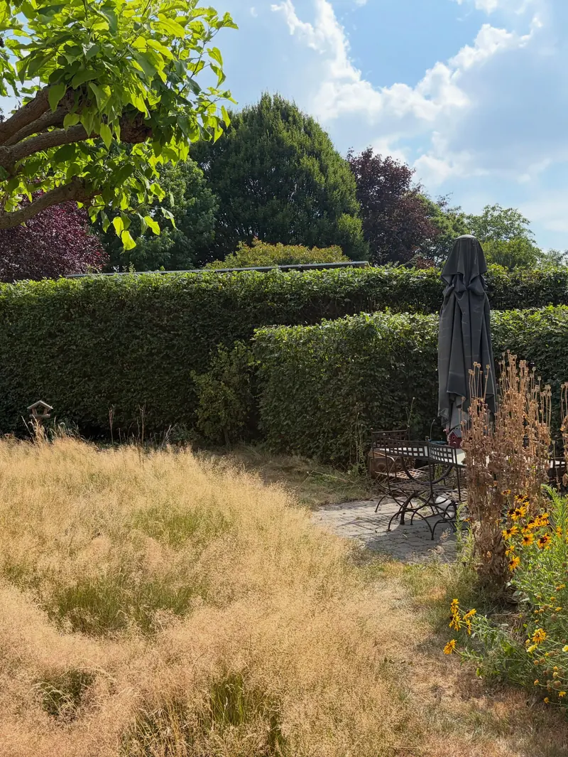 Tuin met hoog gras, bloeiende planten en een geschoren haag