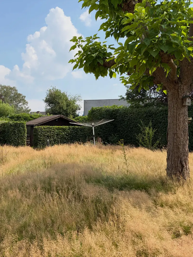 Boom en hoog gras voor een geschoren haag