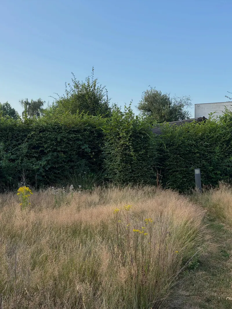 Strak geschoren haag achter een veld met hoog gras