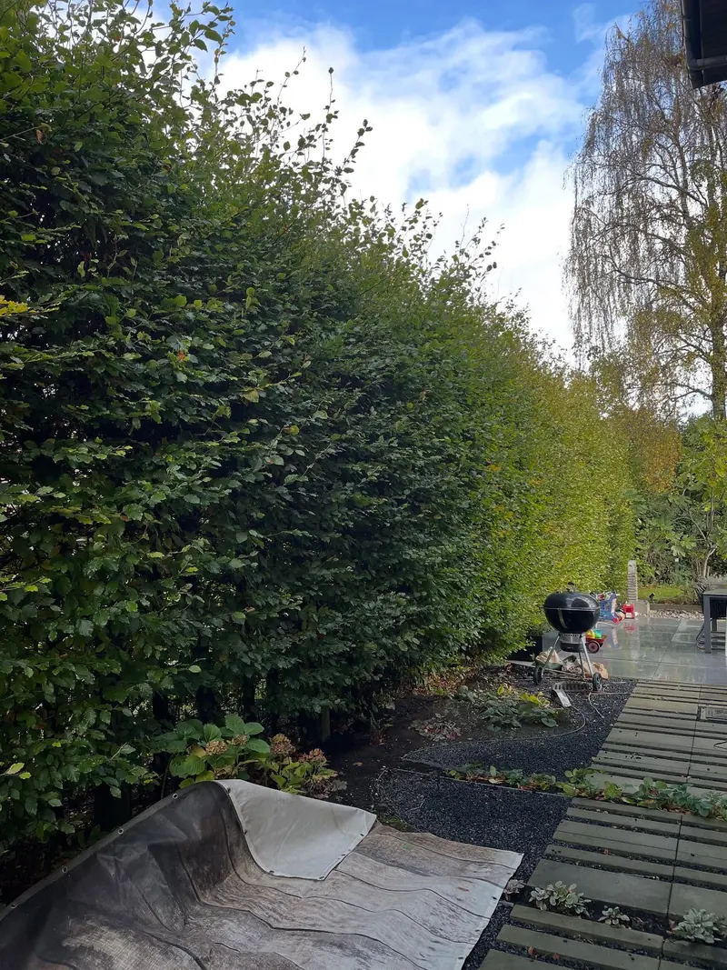 De hoge haag strak geschoren langs een tuinpad
