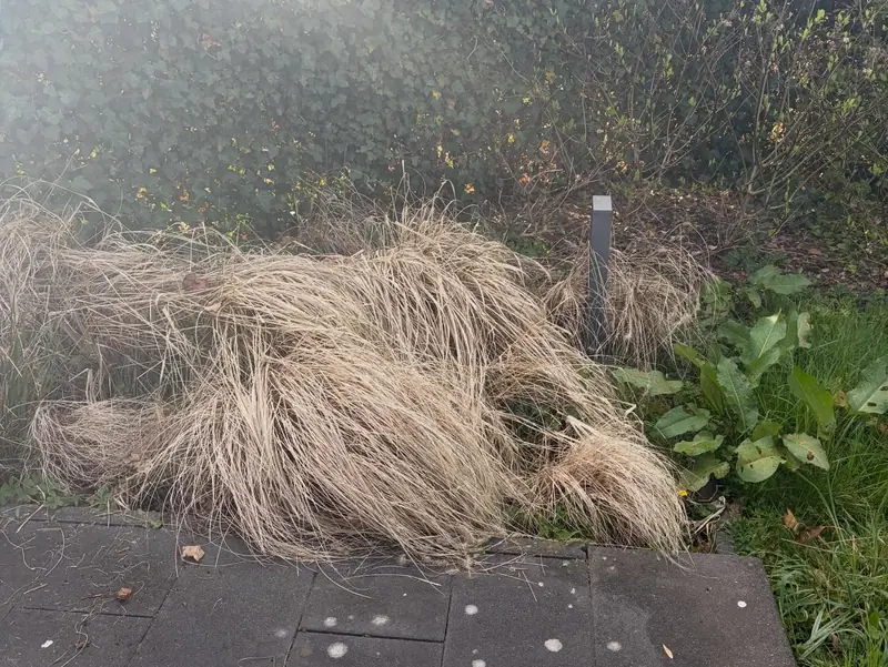 Uitgebloeide siergrassen voor de onderhoudsbeurt