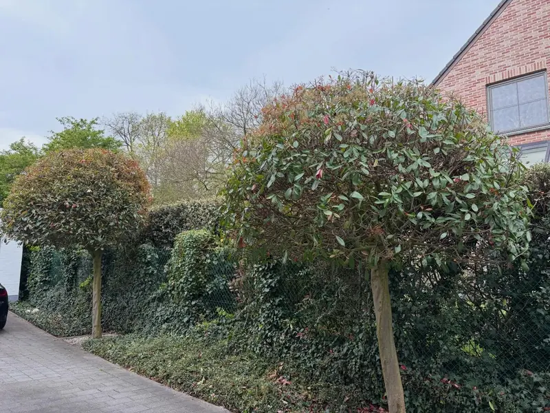 Twee bijgesnoeide bolbomen langs een oprit