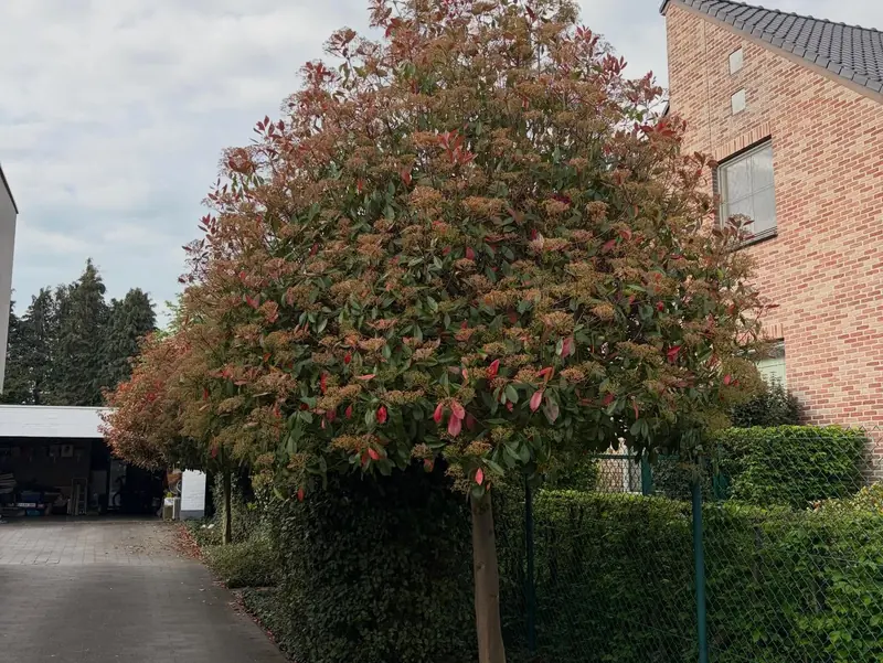 Bijgesnoeide bolboom voor een bakstenen woning