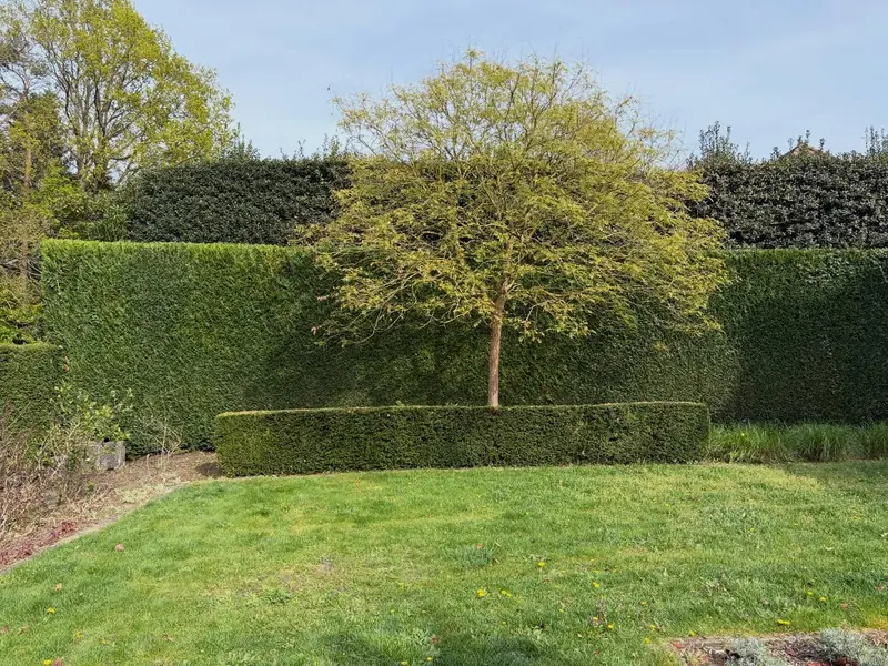 Grasveld met een boom en strak geschoren hagen errond