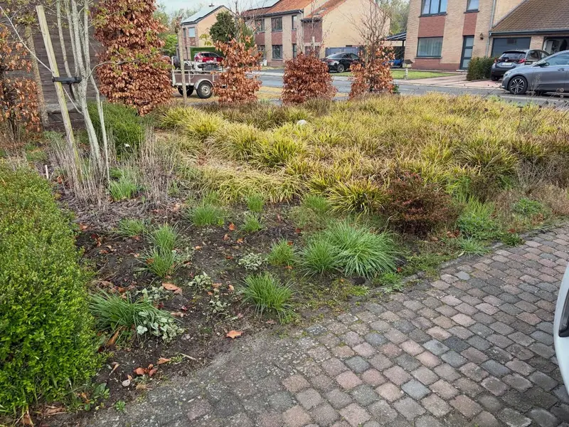 Border met siergrassen en heesters langs een klinkerpad